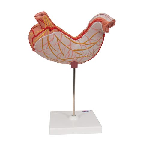 Модель желудка, 2 части - 3B Smart Anatomy, 1000302 [K15], Модели пищеварительной системы человека