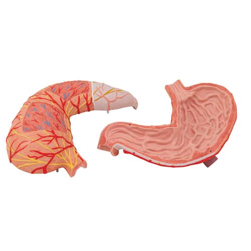 Estômago, 2 partes, 1000302 [K15], Modelo de sistema digestivo