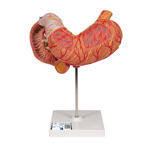 Модель желудка, 2 части - 3B Smart Anatomy, 1000303 [K16], Модели пищеварительной системы человека