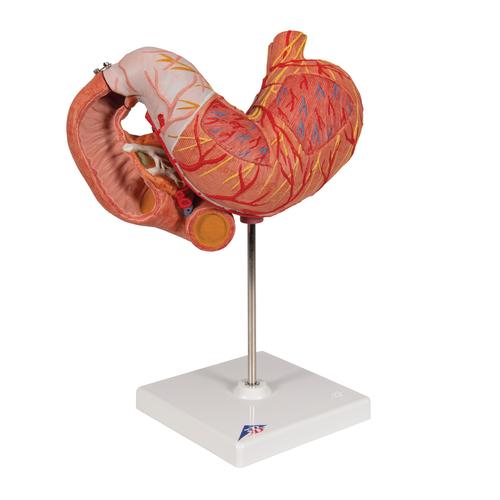 胃模型，3部分 - 3B Smart Anatomy, 1000303 [K16], 消化系统