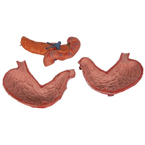 胃模型，3部分 - 3B Smart Anatomy, 1000303 [K16], 消化系统
