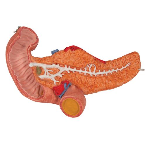 Модель желудка, 2 части - 3B Smart Anatomy, 1000303 [K16], Модели пищеварительной системы человека
