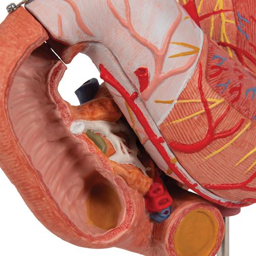 Gyomor, 3 részes - 3B Smart Anatomy, 1000303 [K16], Emésztőrendszeri modellek
