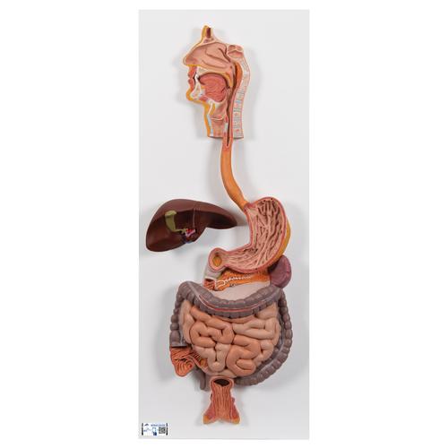 Sistema Digestivo, 2 partes, 1000306 [K20], Modelo de sistema digestivo