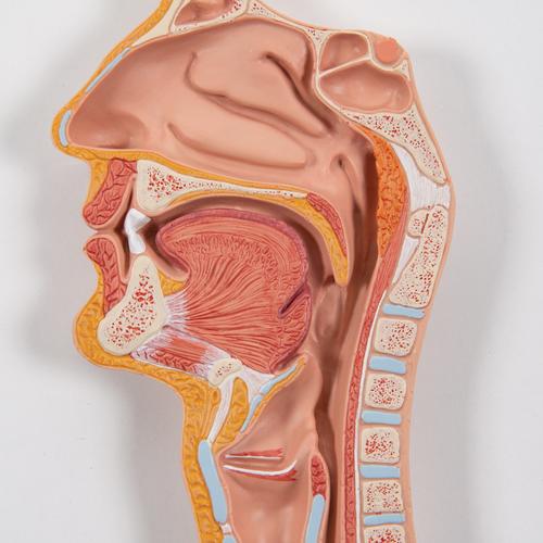 Sistema Digestivo, 2 partes, 1000306 [K20], Modelo de sistema digestivo