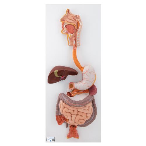 Modell des menschlichen Verdauungsapparats, 3-teilig - 3B Smart Anatomy, 1000307 [K21], Verdauungssystem