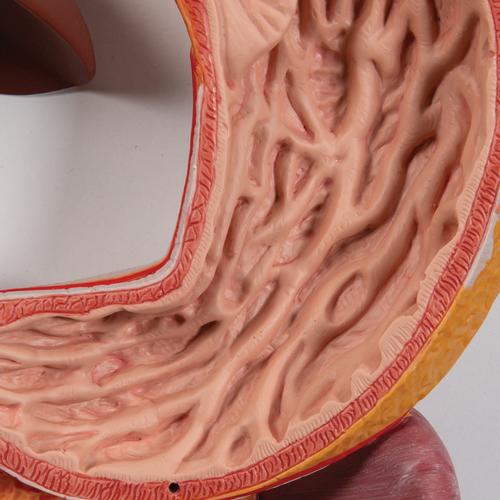 Sistema digestivo, 3 partes, 1000307 [K21], Modelo de sistema digestivo