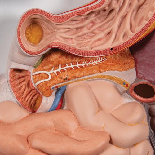 Appareil digestif, en 3 parties - 3B Smart Anatomy, 1000307 [K21], Modèles de systèmes digestifs