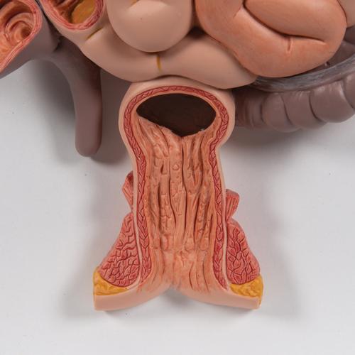 Appareil digestif, en 3 parties - 3B Smart Anatomy, 1000307 [K21], Modèles de systèmes digestifs