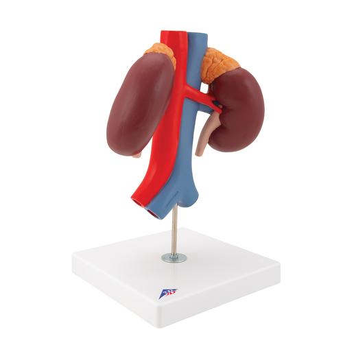 带肾血管的肾脏模型 – 2部分 - 3B Smart Anatomy, 1000308 [K22/1], 泌尿系统 模型