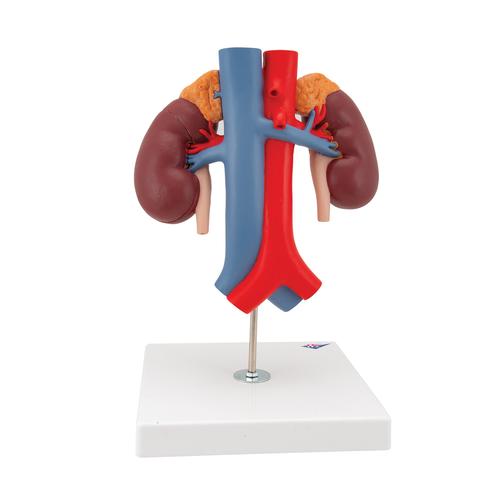 혈관이 있는 신장 모형, 2-파트
Kidneys with Vessels - 2 Part - 3B Smart Anatomy, 1000308 [K22/1], 비뇨기계 모형