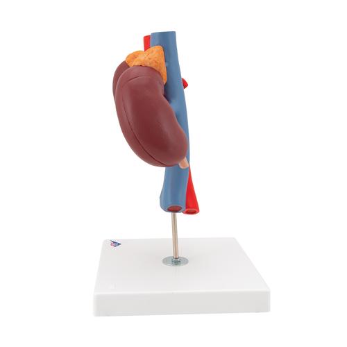 Human Kidneys Model with Vessels - 2 Part - 3B Smart Anatomy, 1000308 [K22/1], Urology Models