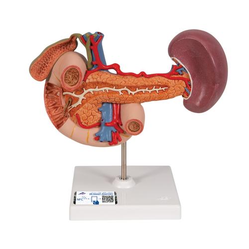 上腹部的后部器官 - 3B Smart Anatomy, 1000309 [K22/2], 消化系统