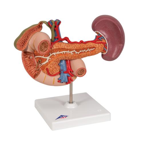 Модель органов задней части верхнего отдела брюшной полости - 3B Smart Anatomy, 1000309 [K22/2], Модели пищеварительной системы человека