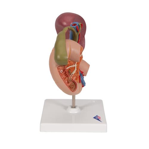 上腹部的后部器官 - 3B Smart Anatomy, 1000309 [K22/2], 泌尿系统 模型