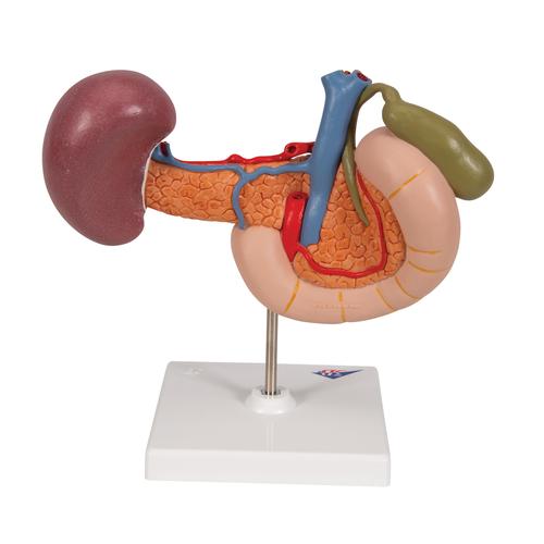 Модель органов задней части верхнего отдела брюшной полости - 3B Smart Anatomy, 1000309 [K22/2], Модели пищеварительной системы человека