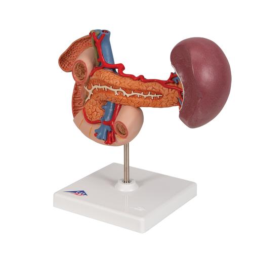 上腹部的后部器官 - 3B Smart Anatomy, 1000309 [K22/2], 消化系统