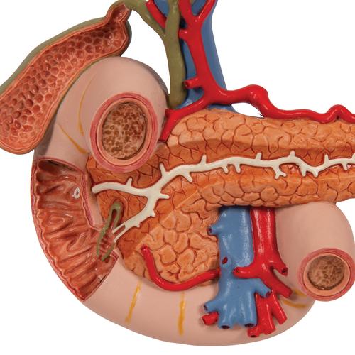 Organes postérieurs de l'épigastre - 3B Smart Anatomy, 1000309 [K22/2], Modèles de systèmes digestifs
