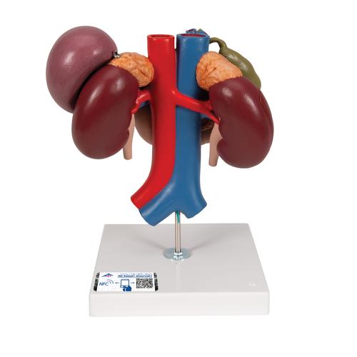 Human Kidneys Model with Rear Organs of Upper Abdomen, 3 part - 3B Smart Anatomy, 1000310 [K22/3], Digestive System Models