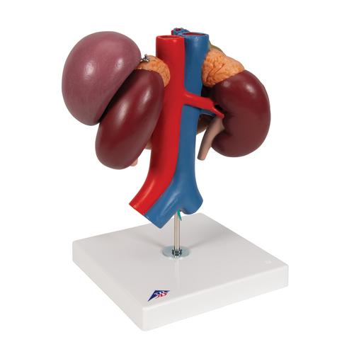 Human Kidneys Model with Rear Organs of Upper Abdomen, 3 part - 3B Smart Anatomy, 1000310 [K22/3], Digestive System Models