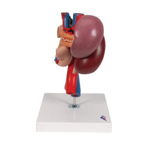 Nierenmodell mit hinteren Oberbauchorganen, 3-teilig - 3B Smart Anatomy, 1000310 [K22/3], Verdauungssystem