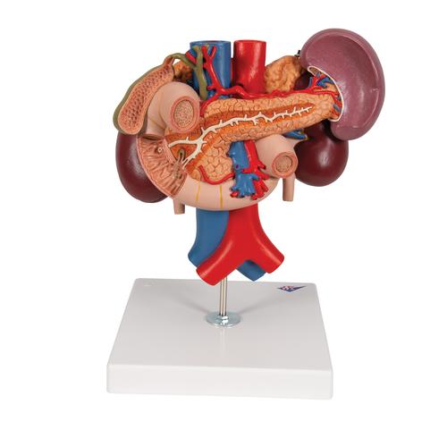 Riñones con órganos posteriores del abdomen superior, de 3 piezas - 3B Smart Anatomy, 1000310 [K22/3], Modelos del Sistema Urinario