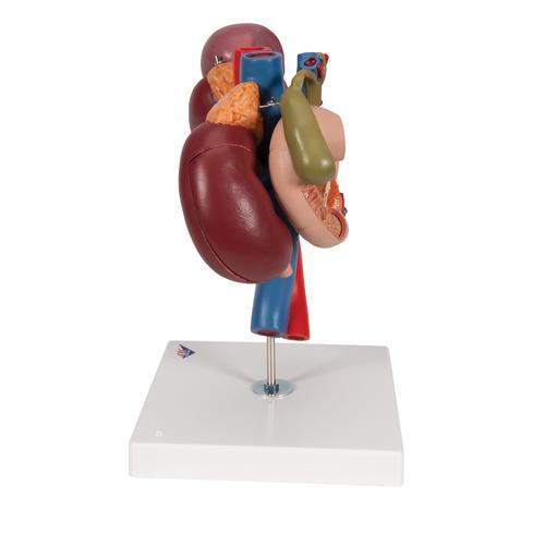 Модель почки с органами задней части верхнего отдела брюшной полости - 3B Smart Anatomy, 1000310 [K22/3], Модели по урологии