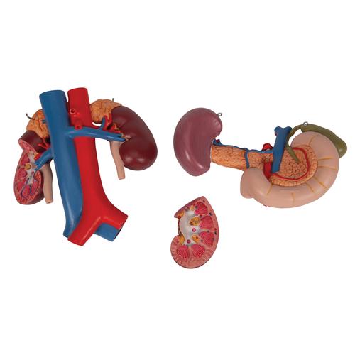 带有上腹部后部器官的肾脏模型 – 3部分 - 3B Smart Anatomy, 1000310 [K22/3], 泌尿系统 模型