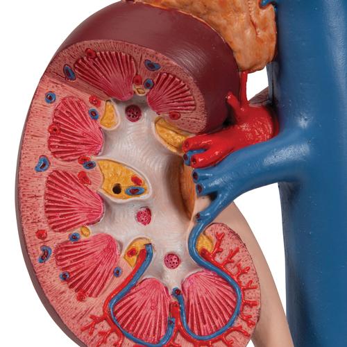 Reins avec organes postérieurs de l'épigastre, en 3 parties - 3B Smart Anatomy, 1000310 [K22/3], Modèles de systèmes digestifs