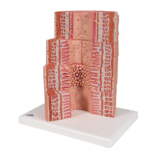 Appareil digestif 3B MICROanatomy - agrandi 20 fois, 1000311 [K23], Mod&egrave;les de syst&egrave;mes digestifs