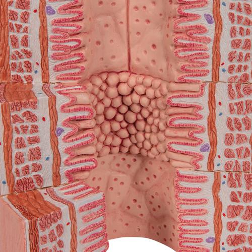 Appareil digestif 3B MICROanatomy - agrandi 20 fois, 1000311 [K23], Mod&egrave;les de syst&egrave;mes digestifs
