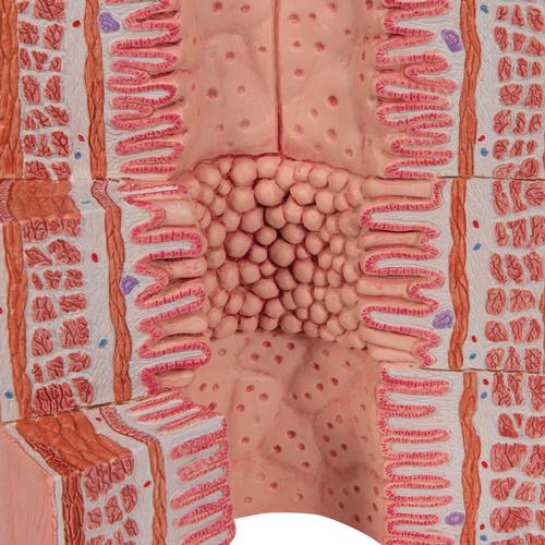 미세 해부학적 소화계 모형 3B MICROanatomy™ Digestive System - 20-times magnified - 3B Smart Anatomy, 1000311 [K23], 조직학 모형 