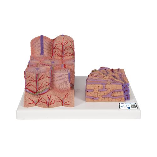 3B MICROanatomy H&iacute;gado, 1000312 [K24], Modelos del Sistema Digestivo