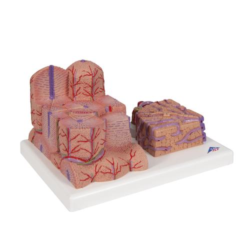 3B MICROanatomy H&iacute;gado, 1000312 [K24], Modelos del Sistema Digestivo