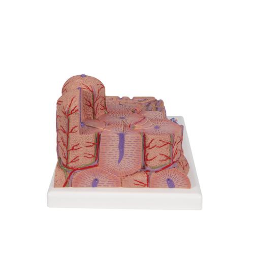 3B MICROanatomy H&iacute;gado, 1000312 [K24], Modelos del Sistema Digestivo