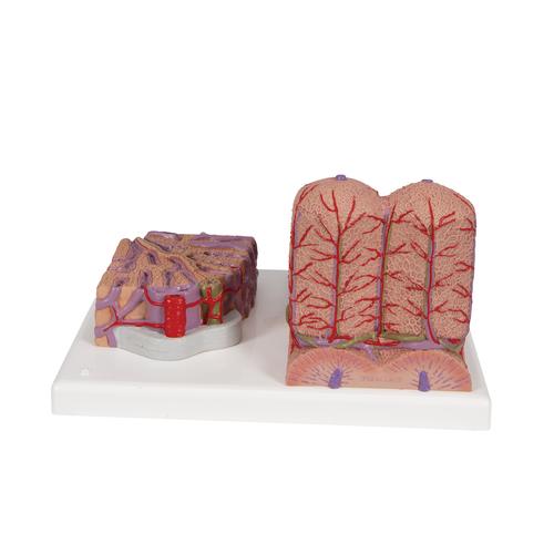3B MICROanatomy Liver Model - 3B Smart Anatomy, 1000312 [K24], Digestive System Models