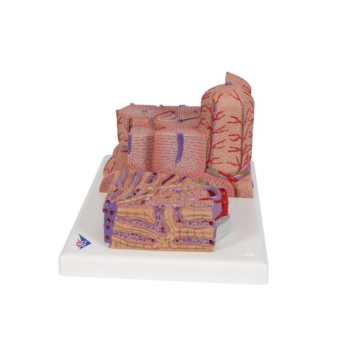 3B MICROanatomy肝模型 - 3B Smart Anatomy, 1000312 [K24], 微观解剖模型。