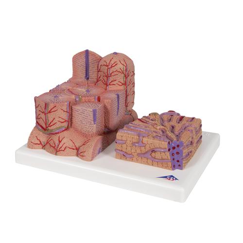 3B MICROanatomy H&iacute;gado, 1000312 [K24], Modelos del Sistema Digestivo