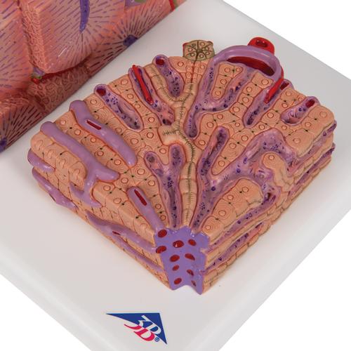 3B MICROanatomy H&iacute;gado, 1000312 [K24], Modelos del Sistema Digestivo