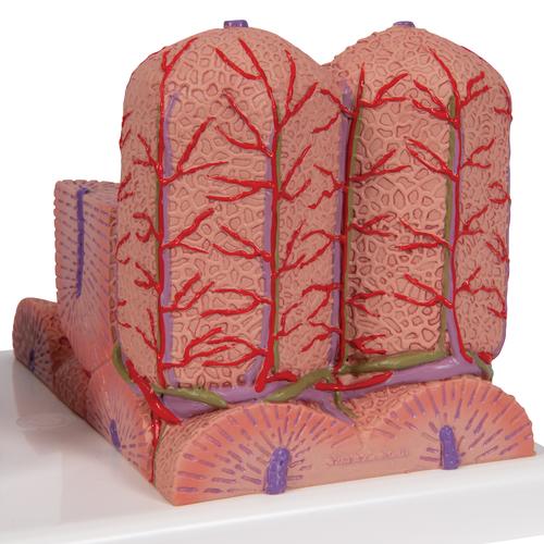 3B MICROanatomy™ Liver Model - 3B Smart Anatomy, 1000312 [K24], Digestive System Models