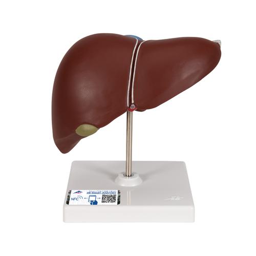 Hígado con vesícula biliar - 3B Smart Anatomy, 1014209 [K25], Modelos del Sistema Digestivo