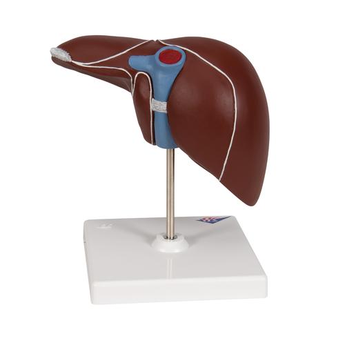 H&iacute;gado con ves&iacute;cula biliar, 1014209 [K25], Modelos del Sistema Digestivo