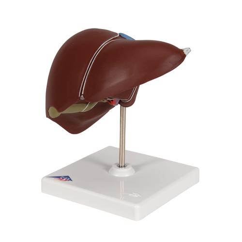 H&iacute;gado con ves&iacute;cula biliar, 1014209 [K25], Modelos del Sistema Digestivo