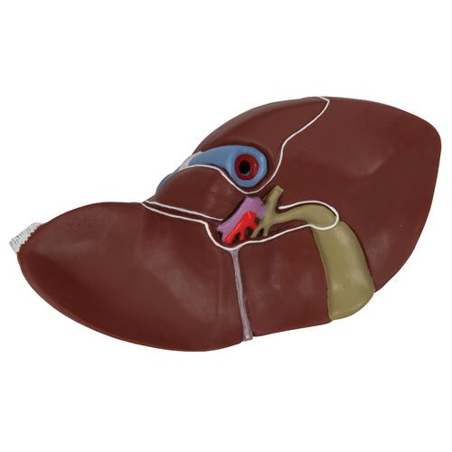 Foie avec vésicule biliaire - 3B Smart Anatomy, 1014209 [K25], Modèles de systèmes digestifs