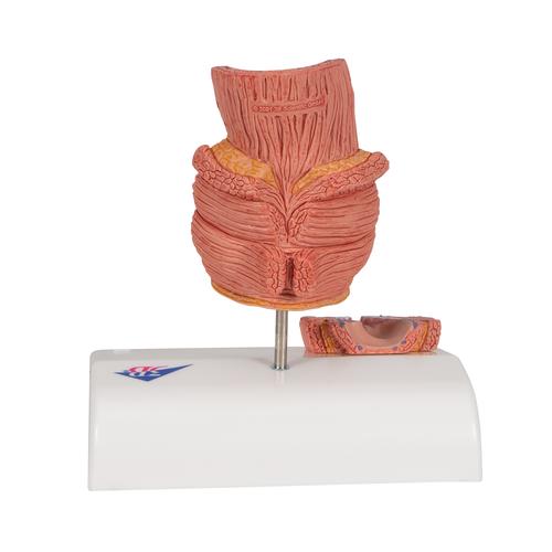 H&auml;morrhoidenmodell, 1000315 [K27], Verdauungssystem