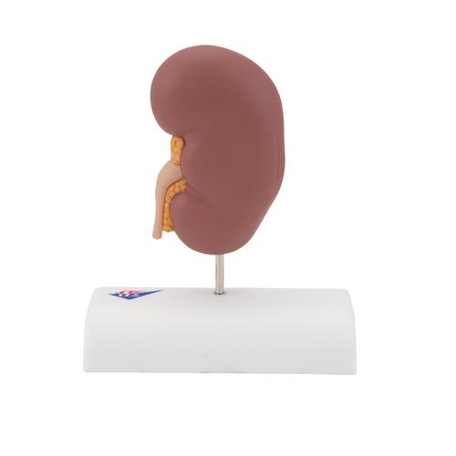 Modelo de c&aacute;lculo renal, 1000316 [K29], Modelos del Sistema Urinario