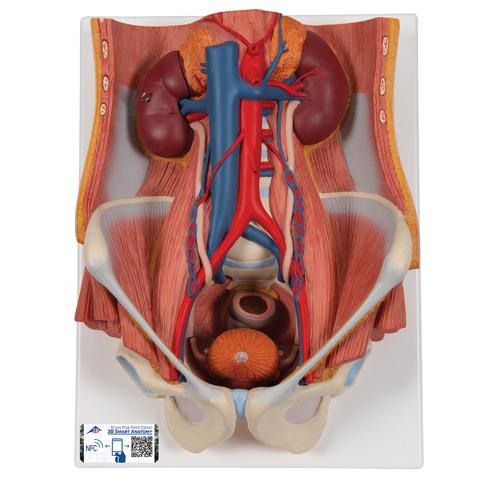 Appareil urinaire bisexué, en 6 parties - 3B Smart Anatomy, 1000317 [K32], Modèles de systèmes urinaires