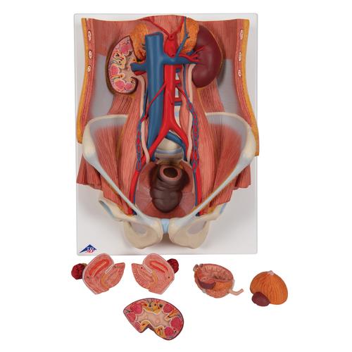 양성비뇨기계 모형, 6파트 분리  Dual Sex Urinary System, 6 part - 3B Smart Anatomy, 1000317 [K32], 비뇨기계 모형