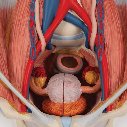Dual Sex Urinary System Model, 6 part - 3B Smart Anatomy, 1000317 [K32], Urology Models