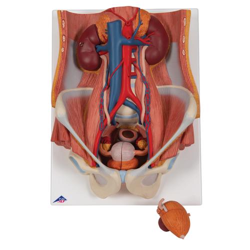 Appareil urinaire bisexué, en 6 parties - 3B Smart Anatomy, 1000317 [K32], Modèles de systèmes urinaires